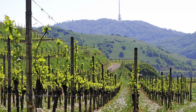 Zum Geburtstag der Badischen Weinstra... denen der Genuss nicht zu kurz kommt.  | Foto:  b. bohn