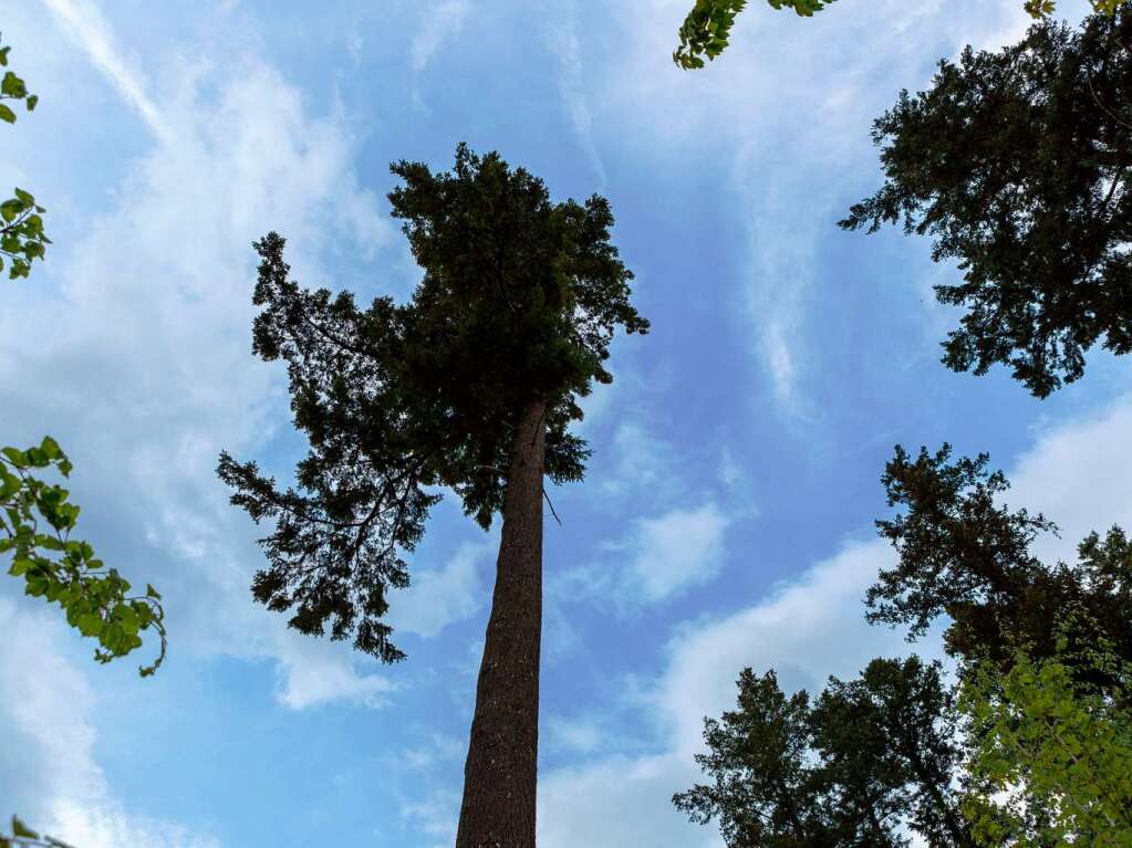 Grner Schwarzwald bei Gnterstal in Freiburg