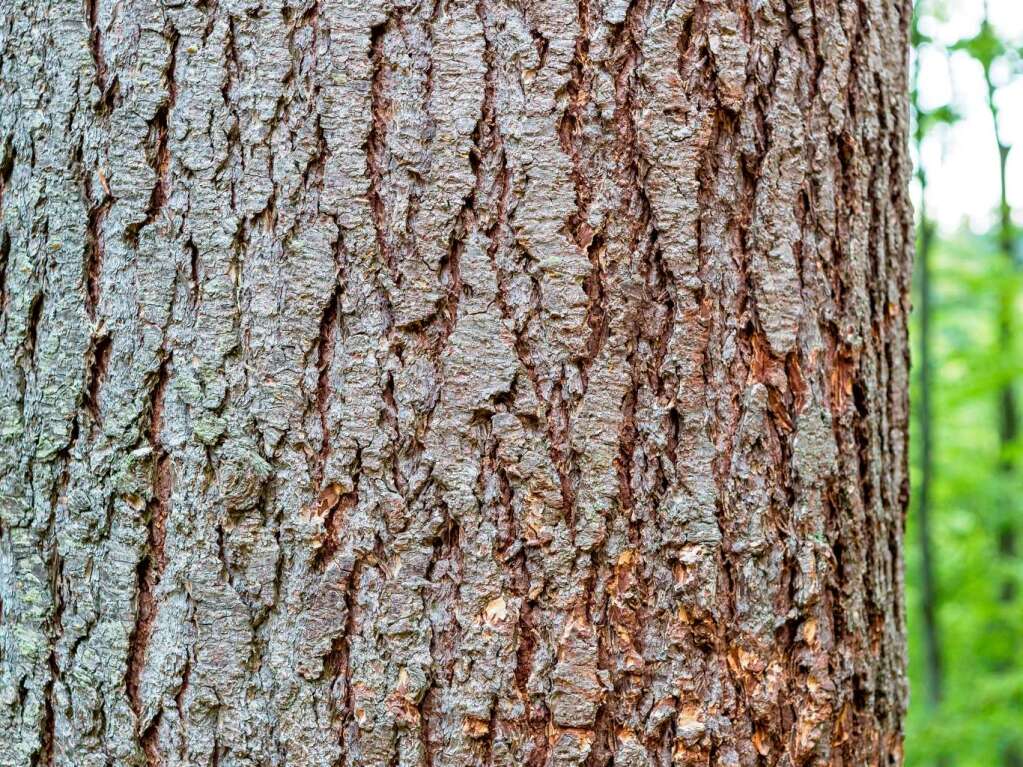 Grner Schwarzwald bei Gnterstal in Freiburg