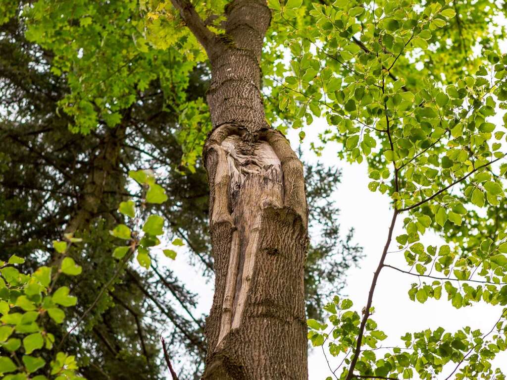 Grner Schwarzwald bei Gnterstal in Freiburg