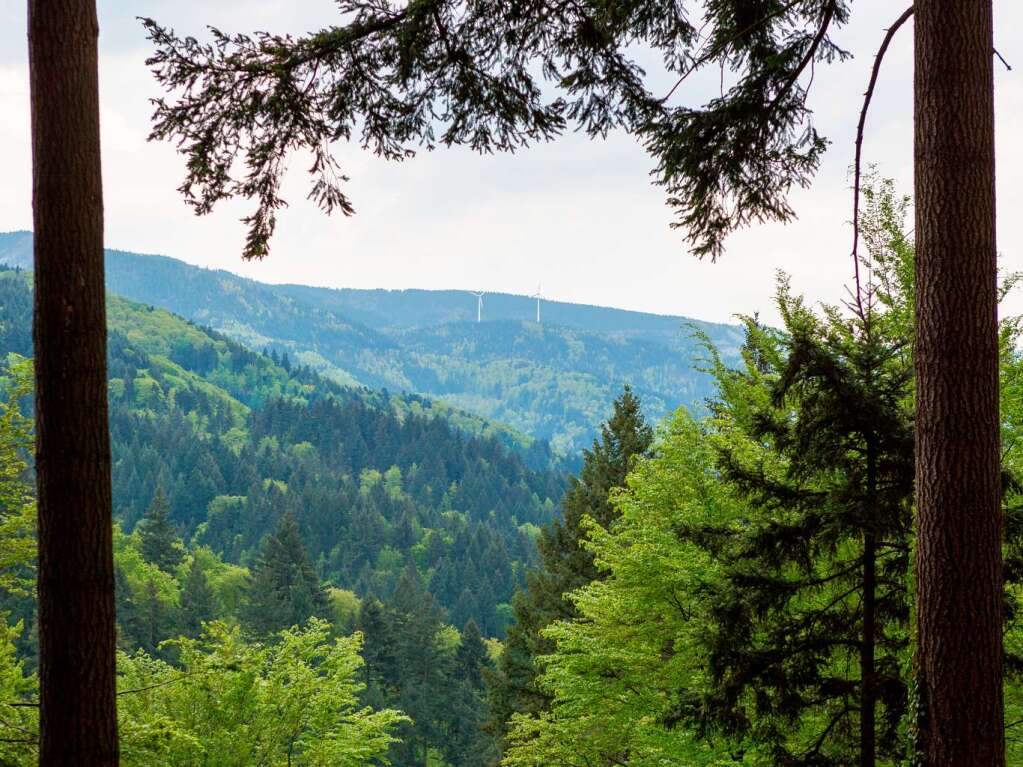 Grner Schwarzwald bei Gnterstal in Freiburg