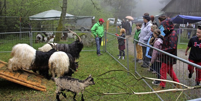 Andr Hintenaus prsentierte beim Geienfest seine Walliser Schwarzhalsziegen  | Foto: Rolf-Dieter Kanmacher