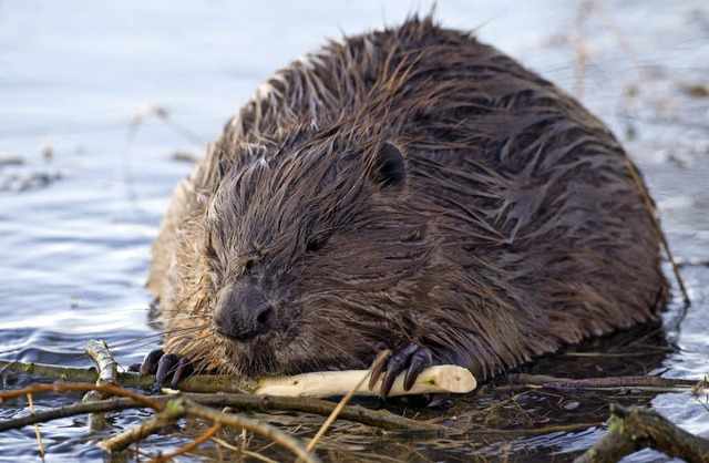 Ein Biber in der freien Natur &#8211; ...n  viele Menschen hier zu Lande gerne.  | Foto: dpa