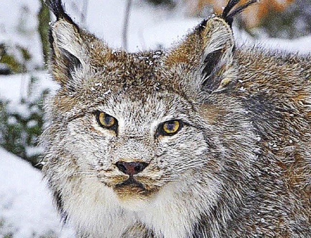 Der Luchs wurde jetzt dem Kalchreuter-...Dauerleihgabe zur Verfgung gestellt.   | Foto: vfno