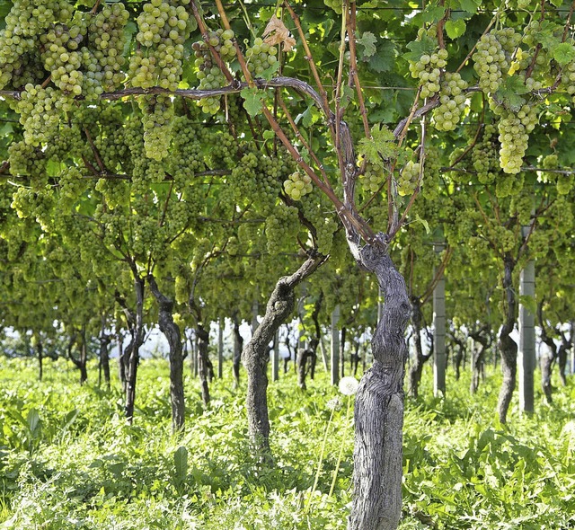 Um den Wein dreht sich alles bei den V... Geburtstag der Badischen Weinstrae.   | Foto: stadt