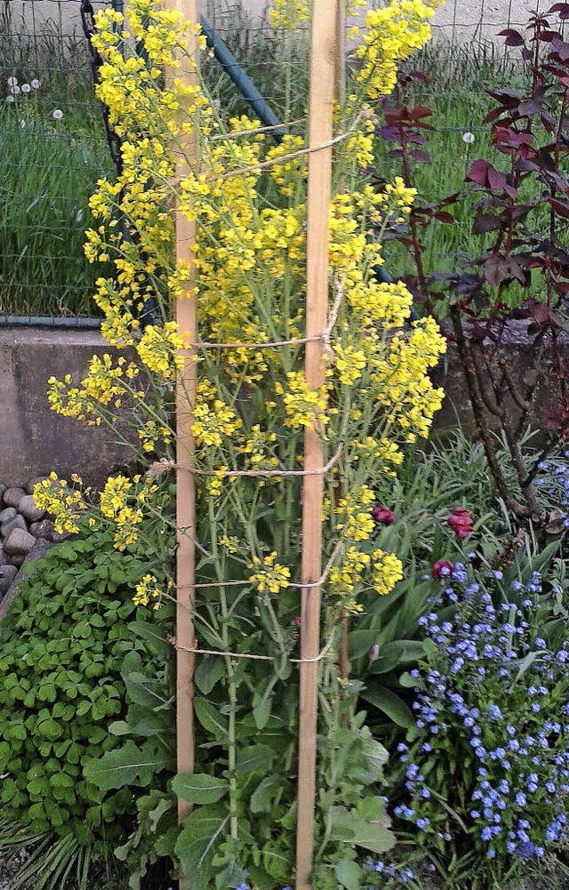 Blhende Weirbe in einem Garten in Eichstetten   | Foto: GUSTAV RINKLIN