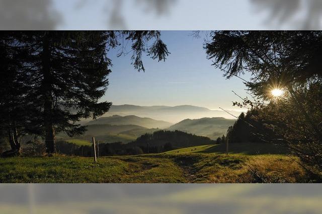 Eine Hommage an den Schwarzwald