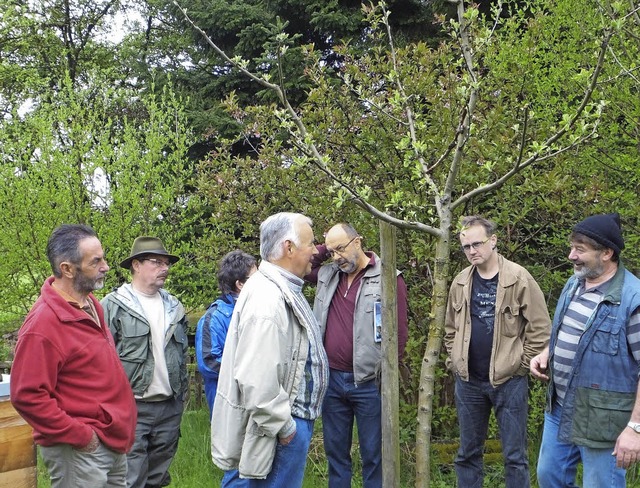 Christoph Kuttruff (rechts) erluterte...wie Obstbume veredelt werden knnen.   | Foto: Rittner