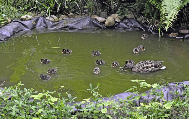 Alle meine Entchen<ppp></ppp> schwimme...ch die Enten-Grofamilie wohl fhlen.   | Foto: Peer Millauer
