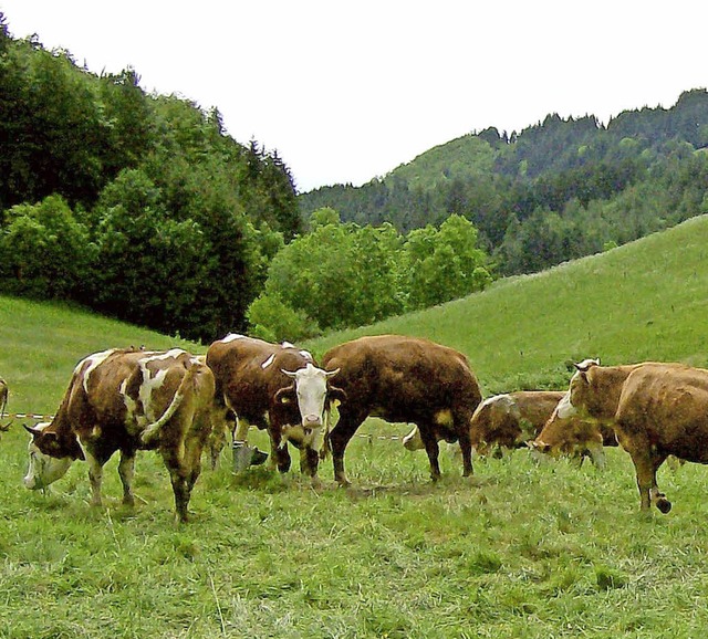 Ein vertrautes Bild im Frhjahr oder S...e als Landschaftspfleger auf der Weide  | Foto: Rolf-Dieter Kanmacher