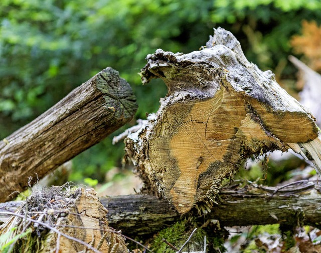 Maulburgs Wald ist in einem guten Zust...aus Anlass der neuen Forsteinrichtung.  | Foto: Carlotta Huber