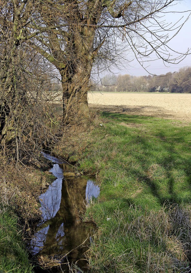 Alter Baumbestand, naturbelassenes Gew...ig mit dem kokonto gefrdert werden.   | Foto: pfefferle