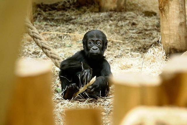 Fotos: Das Gorillababy Tambo