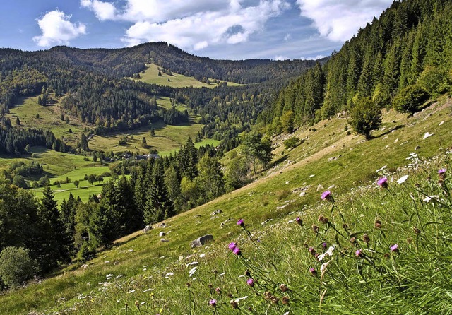 Das grte Kapital des  Sdschwarzwald...das Biosphrengebiet geschtzt werden.  | Foto: Ute Maier