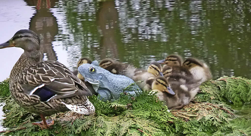 QUAAK Elzach Badische Zeitung