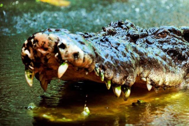 Wenn Krokodile auf Menschenjagd gehen