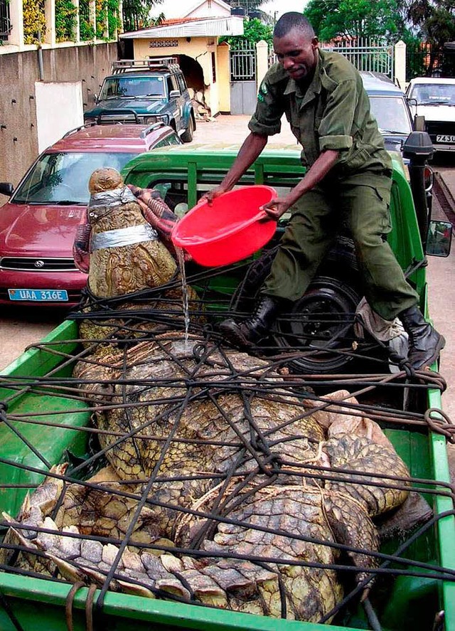 Ein Ranger besprht ein Krokodil mit W..., das 83 Menschen gettet haben soll.   | Foto: DPA