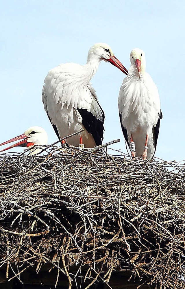 Holzen beteiligt sich am Dorfverschne...lder der EU  durchaus ntzlich sein.    | Foto: Hartenstein