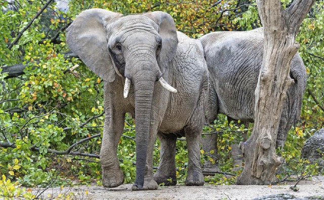 Eine neue Anlage fr die Elefanten geh...nchsten Meilensteinen im Basler Zoo.   | Foto: Zoo Basel