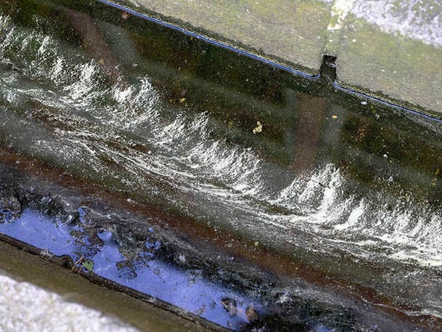 Pollenfracht auf Freiburger Bchlewasser  | Foto: Ingo Schneider