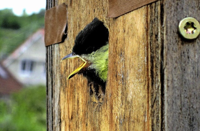 STARTKLARFERTIG - LOS!  - scheint dies...an einem Apfelbaum fr immer verlsst.  | Foto: Reiner Merz