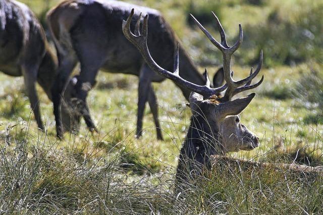 Das Reh ist nicht die Frau vom Hirsch