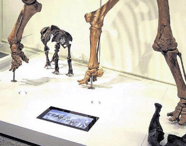 Wer sich dem Videobildschirm unter dem...hert, dem brllt ein Mammut entgegen.   | Foto: Museum