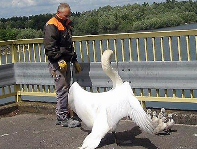 schwan  | Foto: honorarfrei