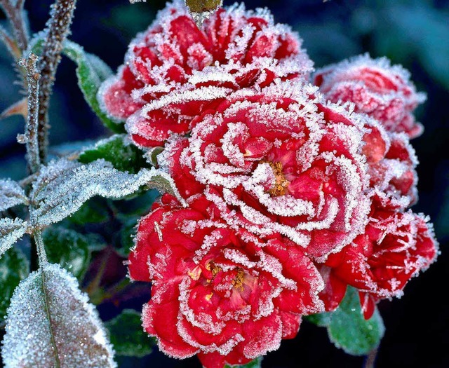 Seltener Anblick: Eine  Heckenrose    ...n ist oft nicht  mit Frost verbunden.   | Foto: dpa