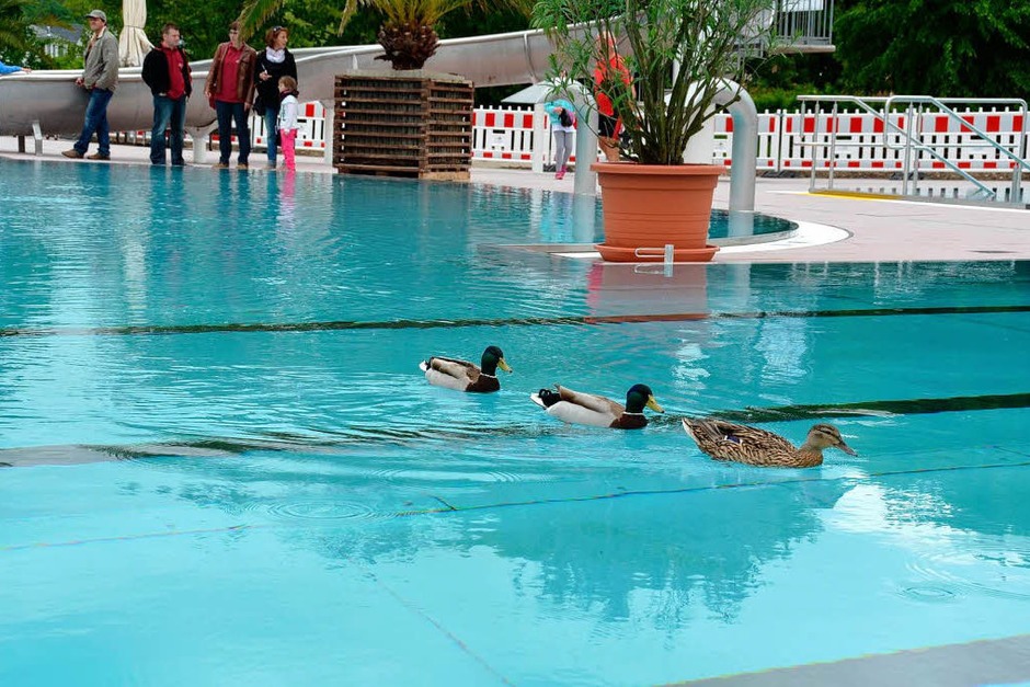 Die ersten Badegäste: Schon vor der Eröffnung testen drei Enten das erneuerte Becken. (Foto: Manfred Frietsch) Die ersten Badegäste: Schon vor der Eröffnung testen drei Enten das erneuerte Becken. (Foto: Manfred Frietsch)