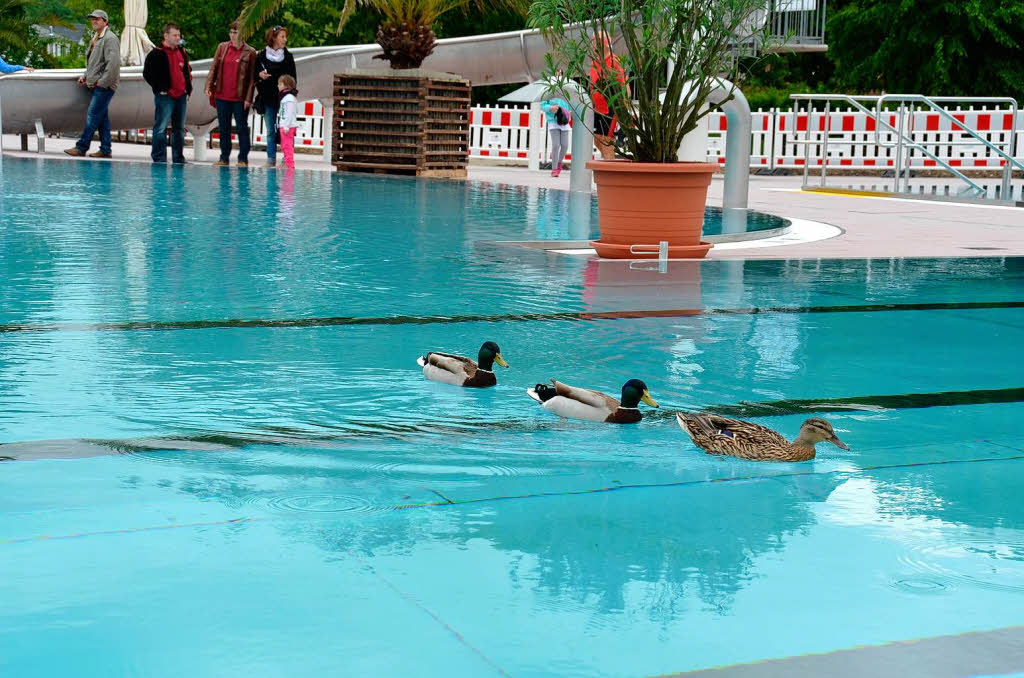 Die ersten Badegste: Schon vor der Erffnung testen drei Enten das erneuerte Becken.