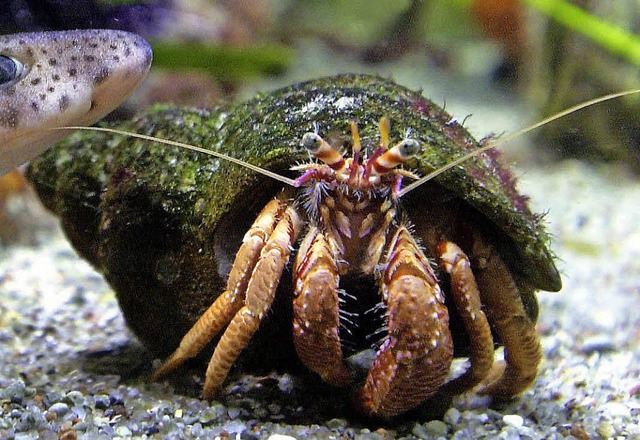 Dieser Einsiedlerkrebs muss sich keine...n: Er lebt im Aquarium von Stralsund.   | Foto: dpa