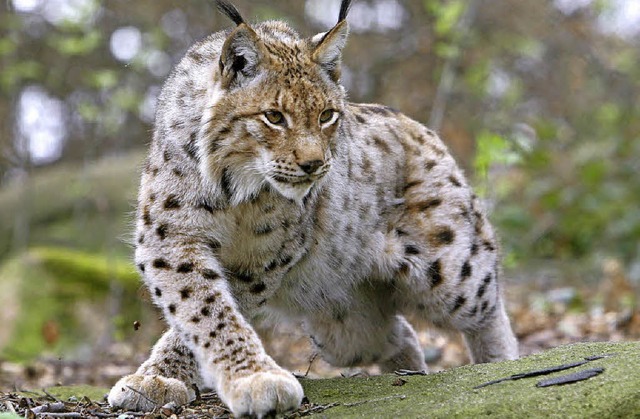 Dieser Luchs wurde in einem Waldgehege im Harz abgelichtet.   | Foto: dpa