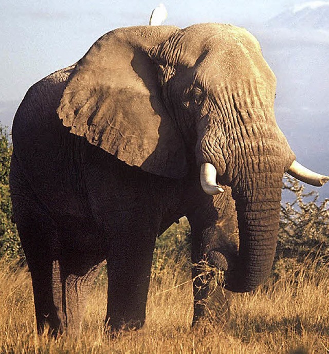 Ein Elefant in einem Nationalpark in Tansania   | Foto: dpa