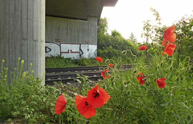 An der  gesperrten Bahnlinie wird bald... Brcke beim Railroad Stable beginnen.  | Foto: langelott