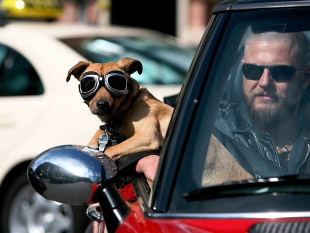 Der Idealfall: Herrchen und Hund gemeinsam im Urlaub.  | Foto: dapd