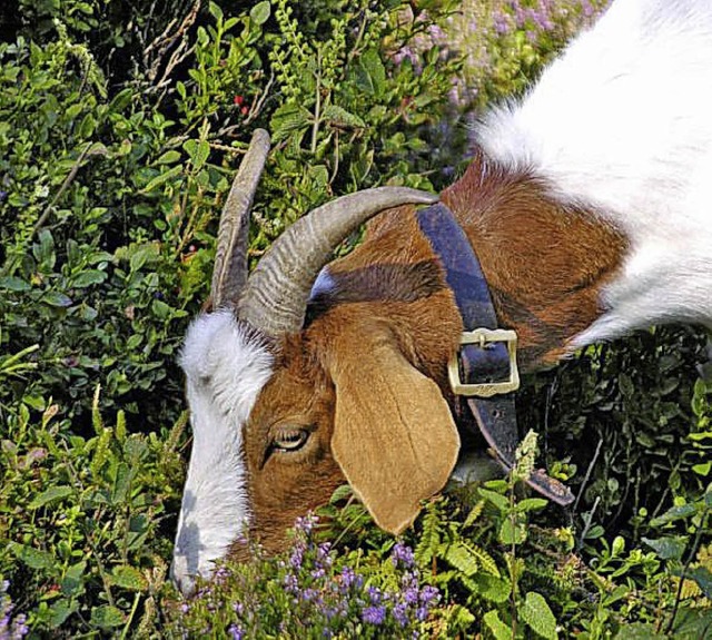 Gemecker am Wegesrand: auf dem Geienpfad  | Foto: sinopia graphics