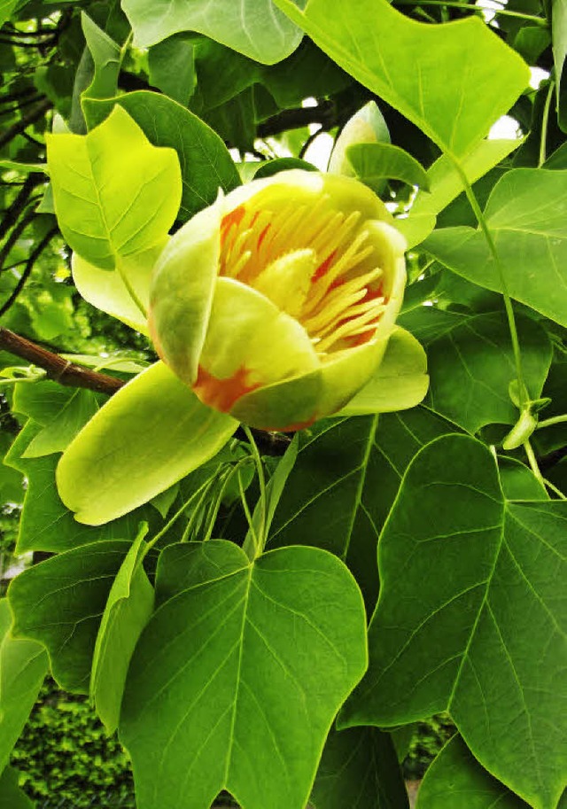 Blumenartige Bltenkelche und nicht sp... Erkennungsmerkmale des Tulpenbaumes.   | Foto: Pacha