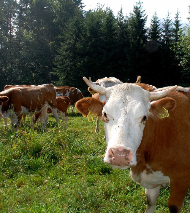 Mit Khen kann die  Landschaft offen gehalten werden.  | Foto: bz