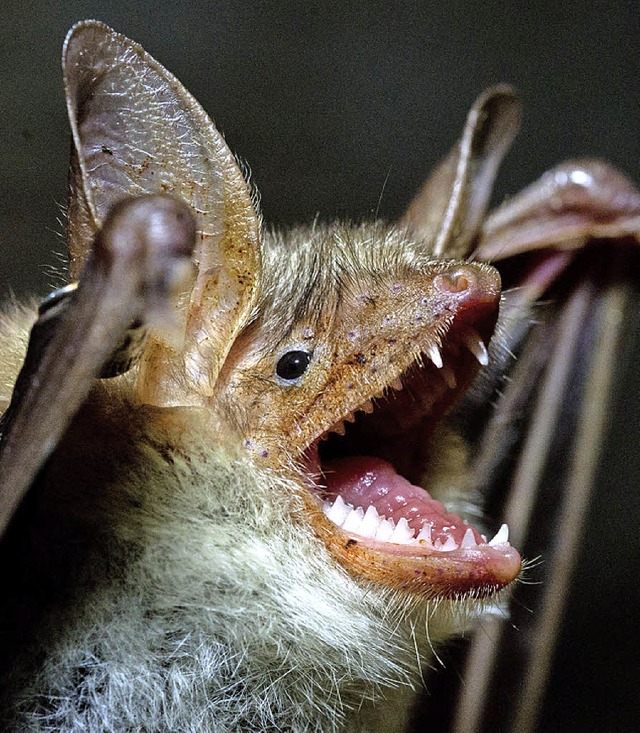 Der Bebauungsplan Soormattbach verspri...ere Flugrouten fr das Groe Mausohr.   | Foto: dpa