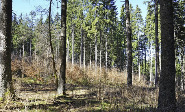 Nach und nach soll aus dem Fichtenwald... junge Tannen und Laubbume zu sehen.   | Foto: Alexandra Wehrle