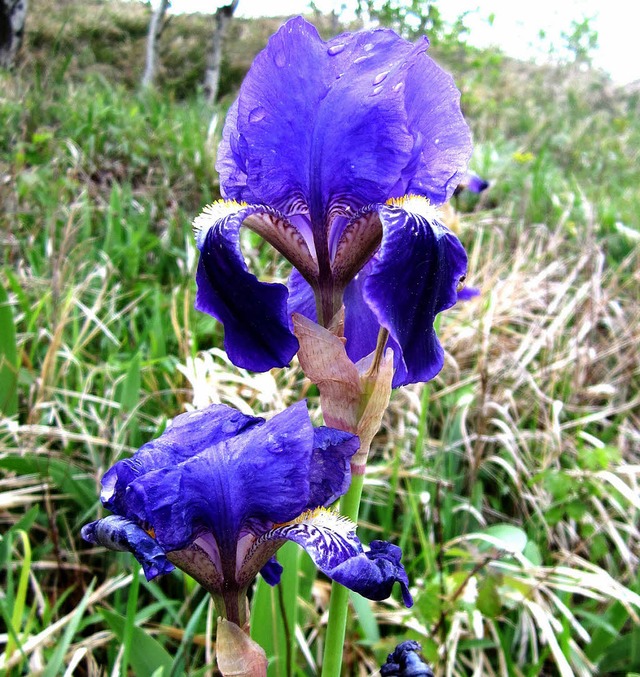 WILD   wchst die Iris jetzt auch an e... den Betrachter eine wahre Augenweide.  | Foto: Reiner Merz