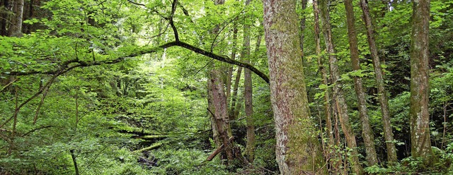 Besonders schtzenswerte Waldflchen v...  &#8222;Kernzonen&#8220; vorgesehen.   | Foto: Paul Berger