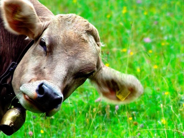 Mit der Kuh auf du: Ein 25-Jhriger au...Sommer um sterreichische Rindviecher.  | Foto: fotolia.com/Augenblicke