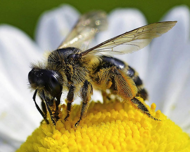 Manche Zierpflanzen knnen fr Bienen gefhrlich sein.  | Foto: dpa
