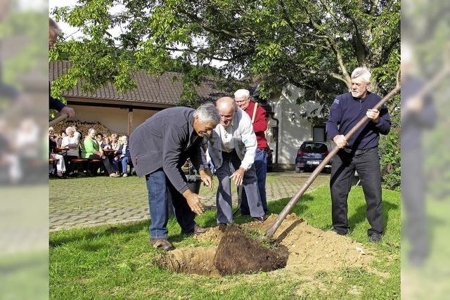 Riedlingen hat jetzt eine Sngerlinde