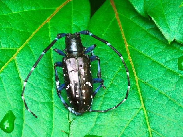 So sieht der Asiatische Laubholzbockkfer aus.  | Foto: Landratsamt