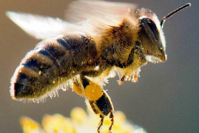 Ausgebxte Bienenschwrme halten Imkerin auf Trab
