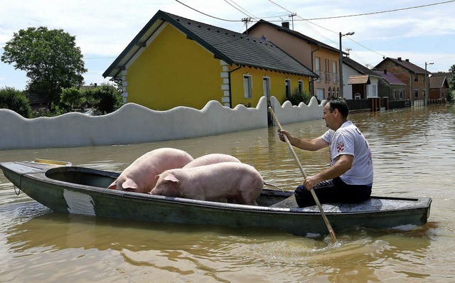 Ein Mann bringt in Serbien seine Schweine in Sicherheit.   | Foto: DPA