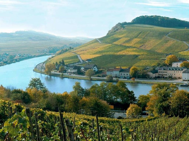 Auf 42 km entlang der Mosel werden vor..., darunter Riesling und Grauburgunder.  | Foto: O.N.T. Luxemburg